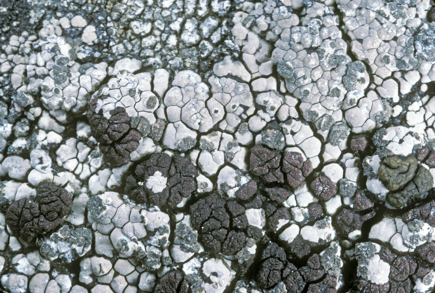 Amygdalaria panaeola image