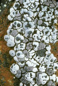 Amygdalaria subdissentiens image