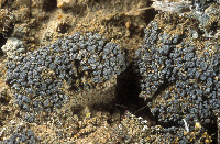 Arthonia glebosa image