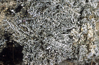 Aspicilia filiformis image