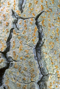 Image of Astrothelium versicolor