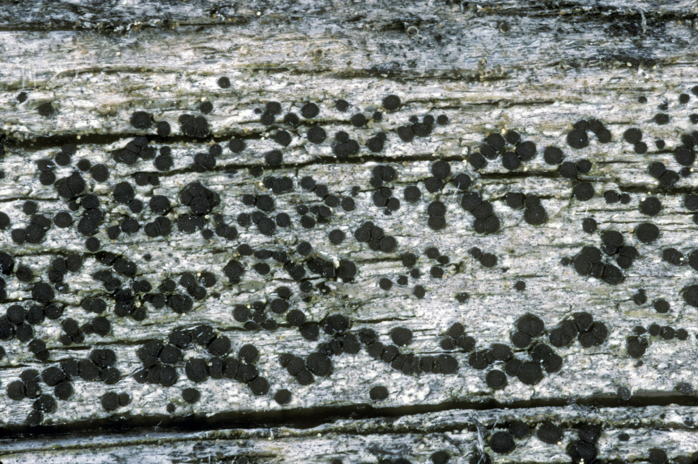 Buellia erubescens image