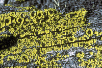 Calicium lucidum image