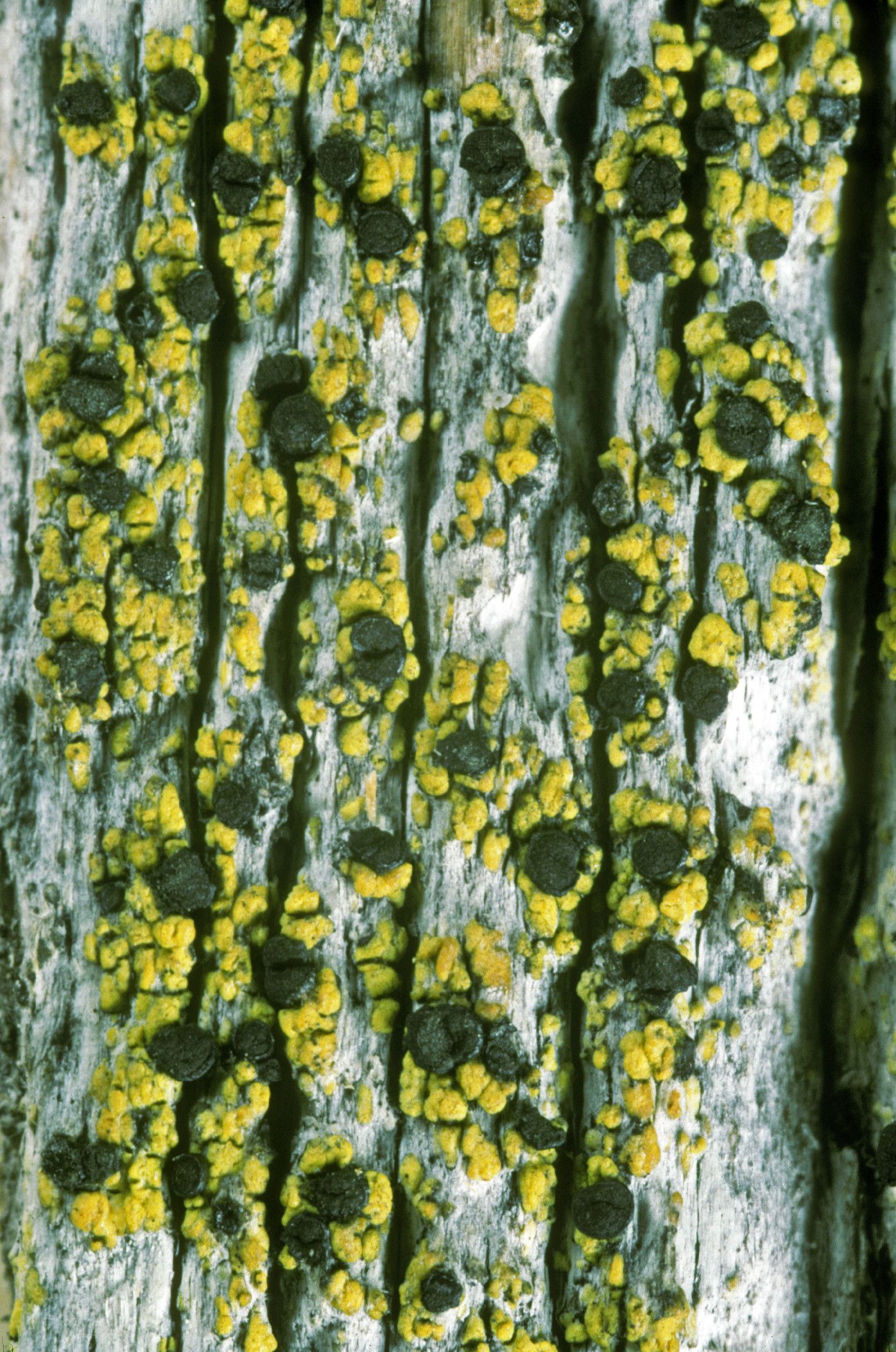 Calicium pinicola image