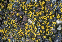 Candelariella citrina image