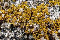 Candelariella citrina image