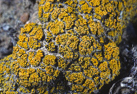 Candelariella citrina image