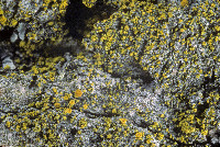 Candelariella efflorescens image