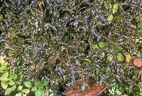 Cetraria arenaria image