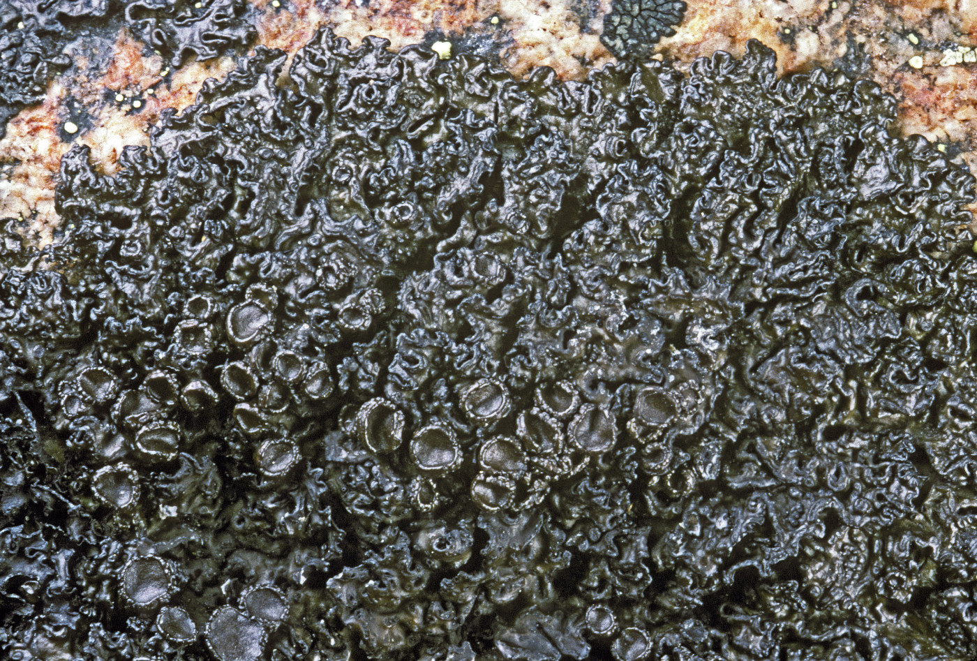 Cetrariella commixta image