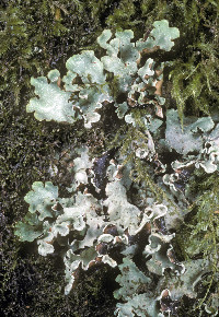 Cetrelia cetrarioides image