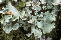 Cetrelia cetrarioides image
