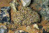 Image of Lecanora elmorei