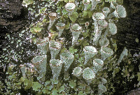 Image of Cladonia asahinae