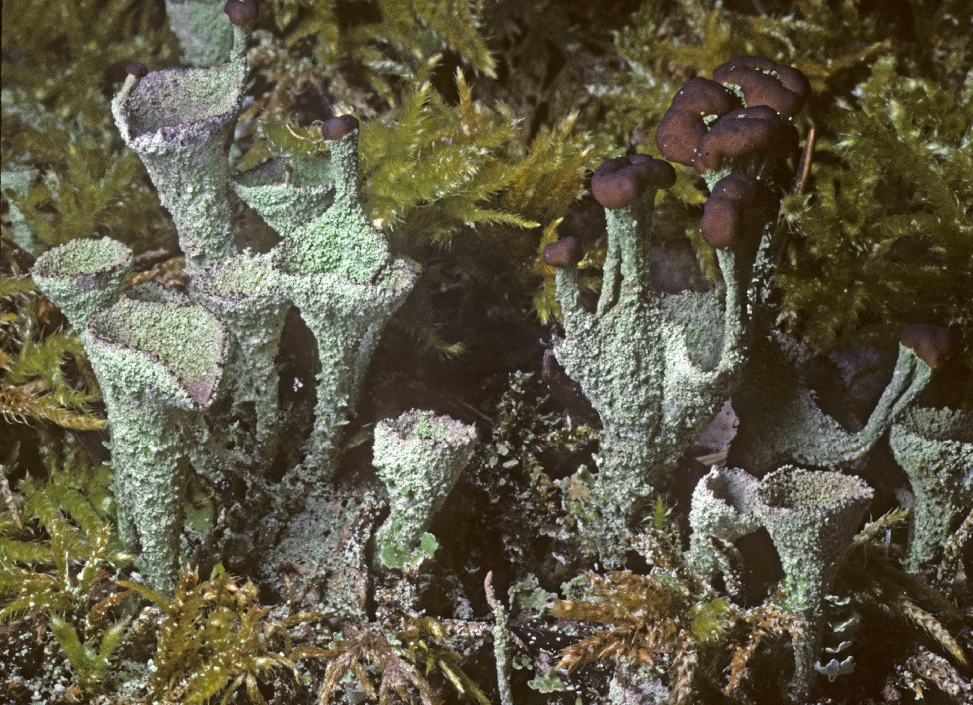 Cladonia asahinae image