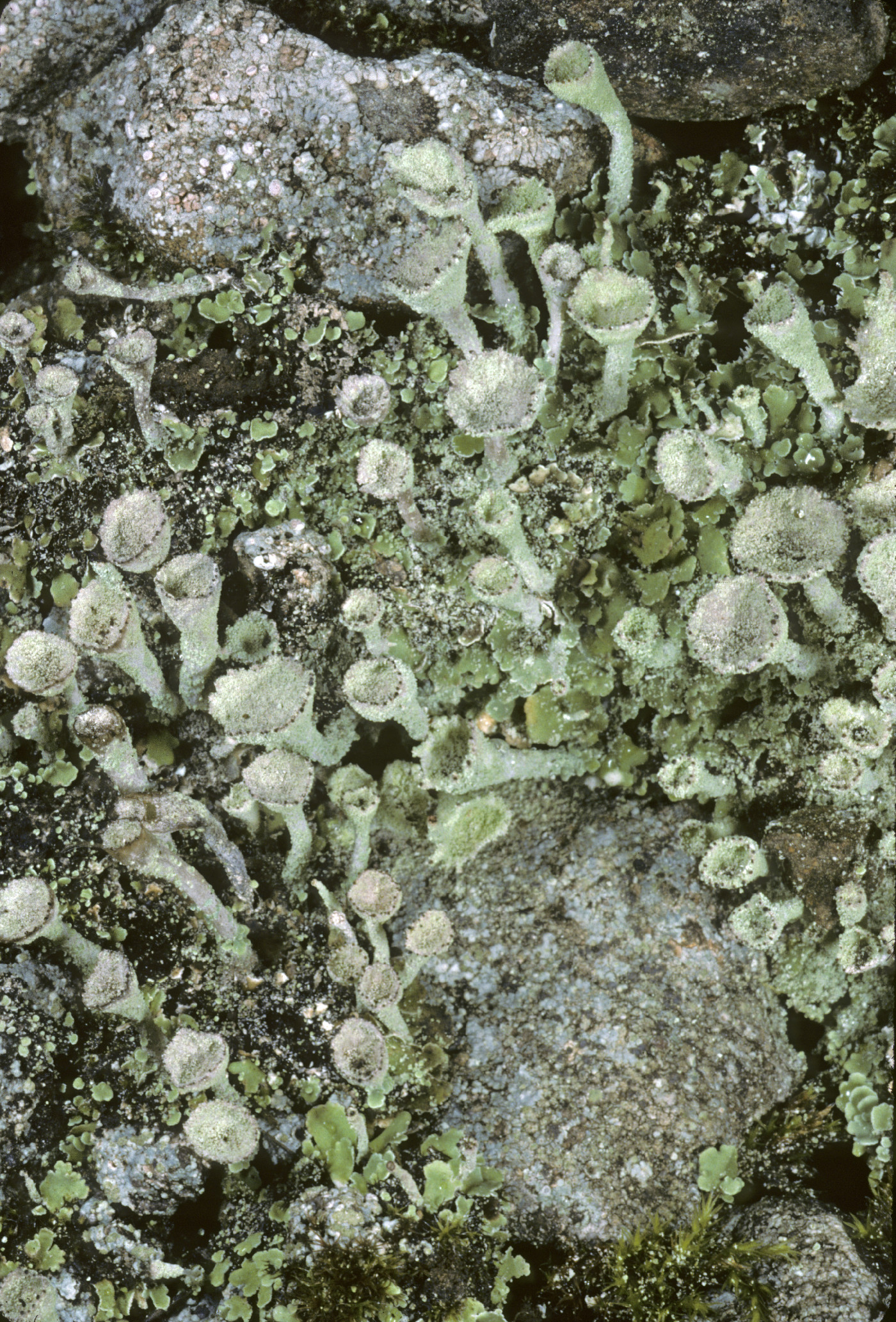 Cladonia asahinae image