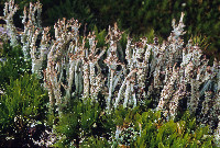 Image of Cladonia atlantica