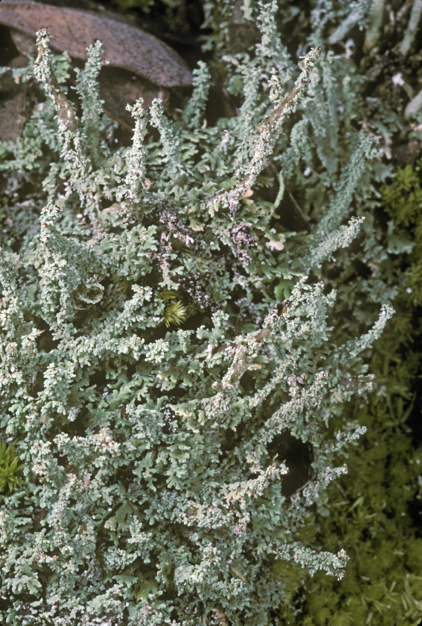 Cladonia beaumontii image