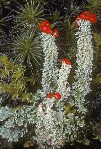 Cladonia bellidiflora image