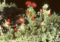 Cladonia bellidiflora image