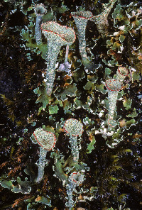 Image of Cladonia borealis
