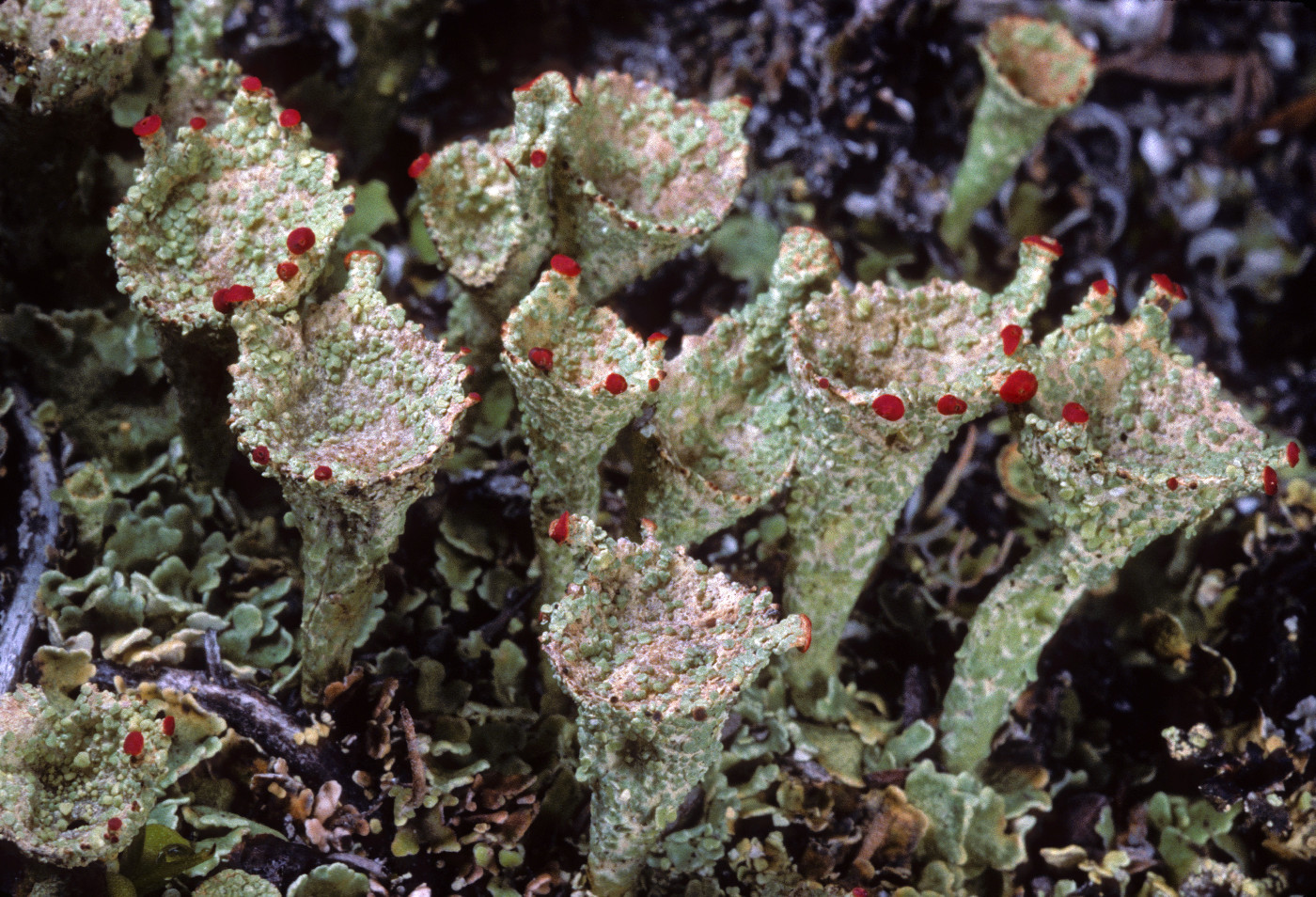 Cladonia borealis image