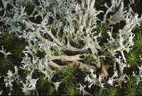 Cladonia boryi image