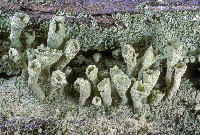 Cladonia carneola image