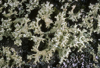 Image of Cladonia caroliniana