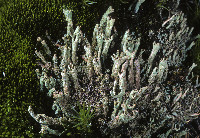 Cladonia cenotea image