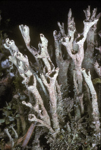 Image of Cladonia cenotea