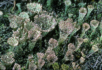 Cladonia chlorophaea image