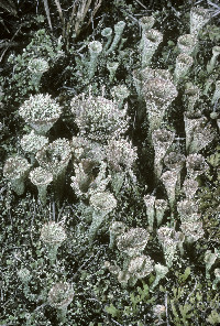Image of Cladonia chlorophaea