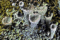 Cladonia chlorophaea image