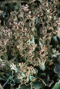 Cladonia crispata image