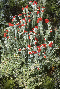 Cladonia cristatella image