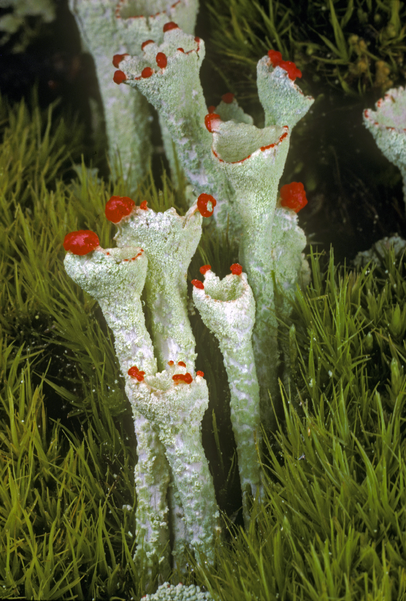 Cladonia deformis image