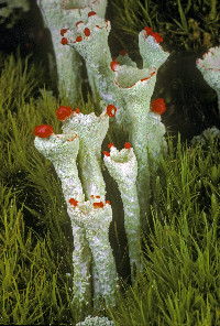 Image of Cladonia deformis