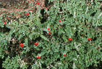 Cladonia didyma image