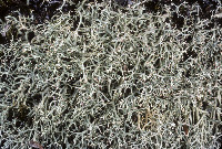Cladonia dimorphoclada image
