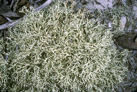 Cladonia dimorphoclada image