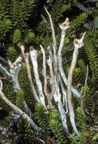 Image of Cladonia ecmocyna