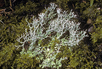 Image of Cladonia furcata