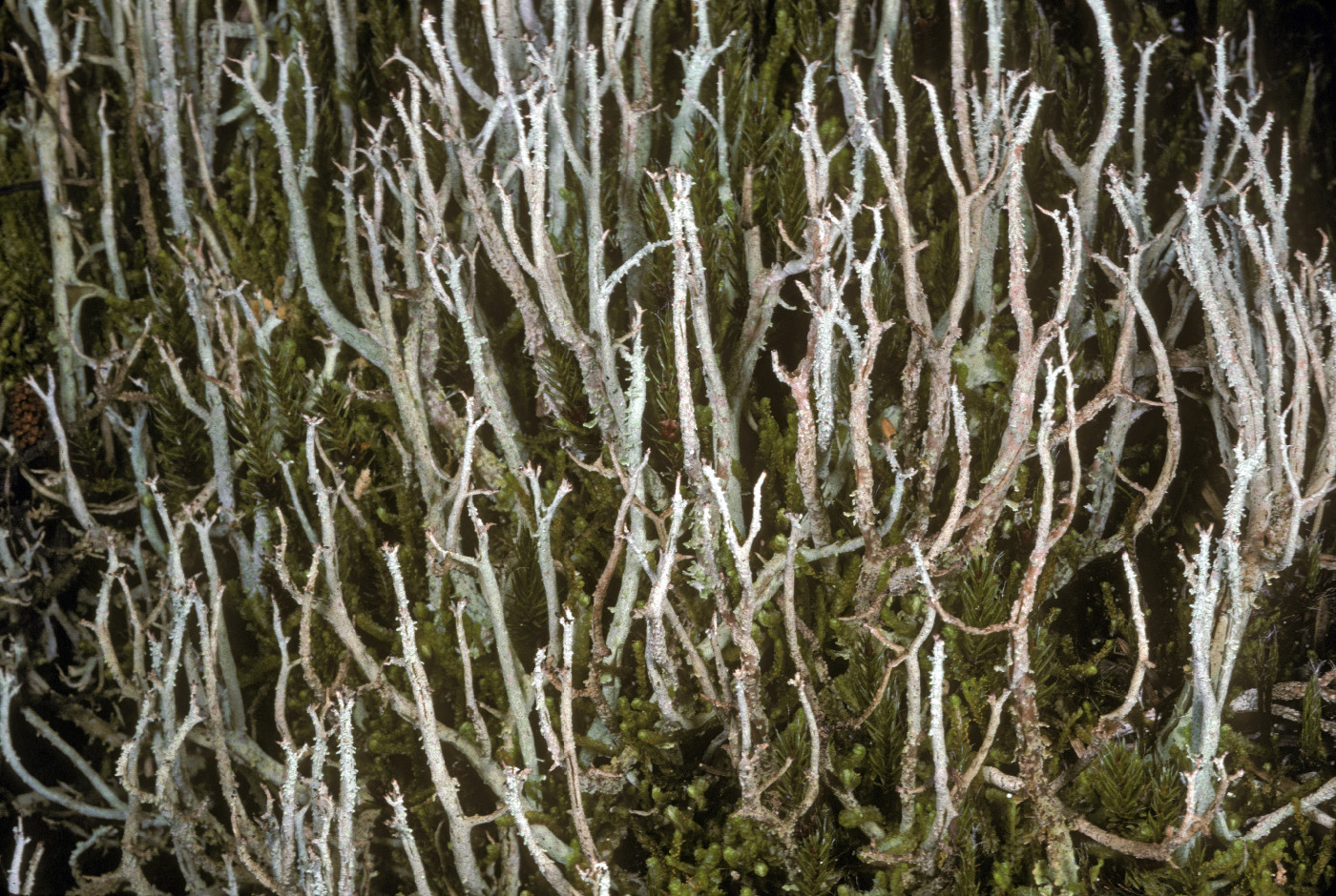 Cladonia furcata image