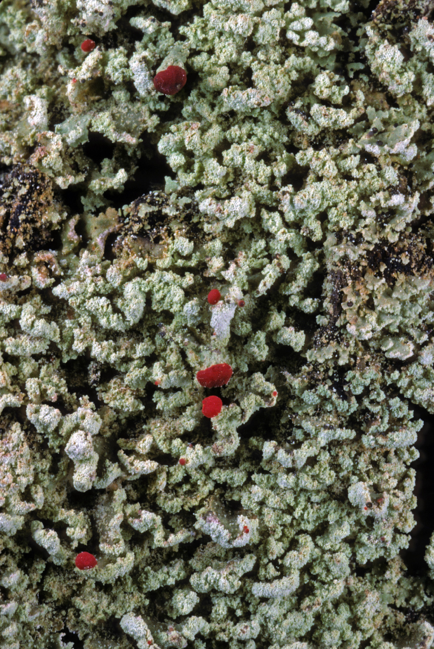 Cladonia incrassata image