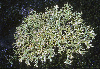 Cladonia leporina image