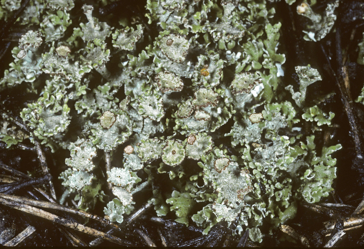 Cladonia macrophyllodes image