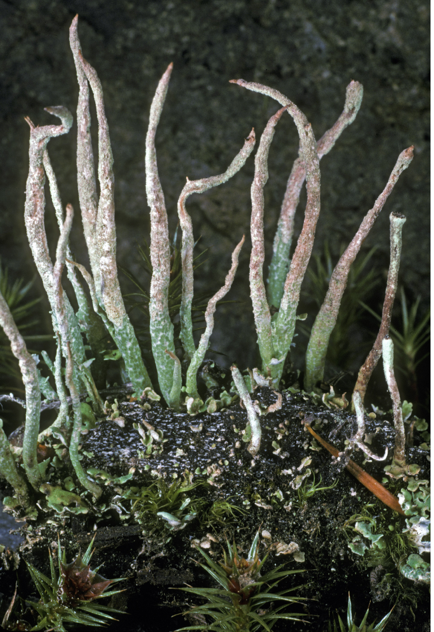 Cladonia ochrochlora image