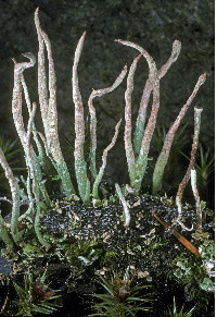 Cladonia ochrochlora image