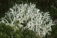 Image of Cladonia pachycladodes